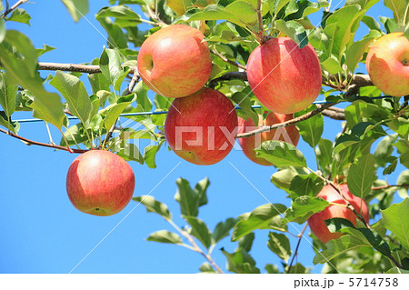 シナノスイート シナノスイート 5714758