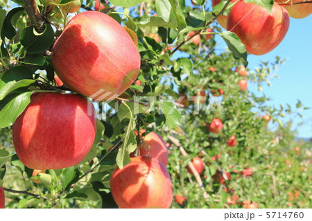 シナノスイート 5714760