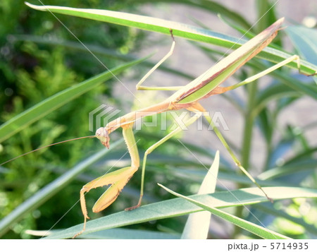 夾竹桃にとまるカマキリ 5714935