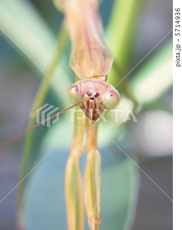 夾竹桃にとまるカマキリ 5714936