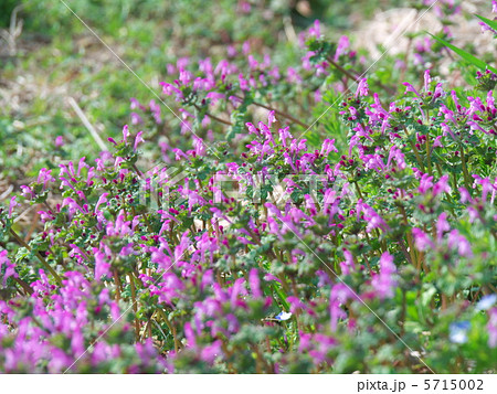 ホトケノザ群生 5715002