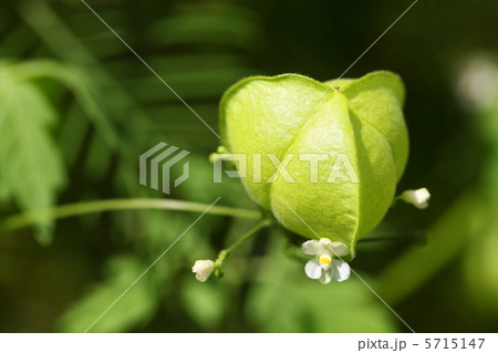 フウセンカズラ 5715147