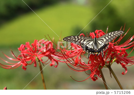 アゲハチョウと彼岸花 5715206
