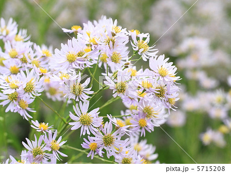 淡い紫の紫苑 淡い紫の紫苑 5715208