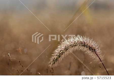 キンエノコログサ 5715523