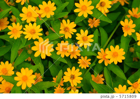 ジニア・リネアリス ジニア・リネアリス 5715809