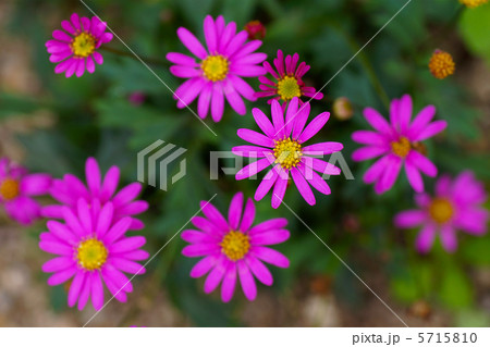 ブラキカムの花 5715810