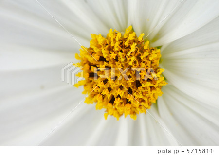 コスモスの花アップ コスモスの花アップ 5715811