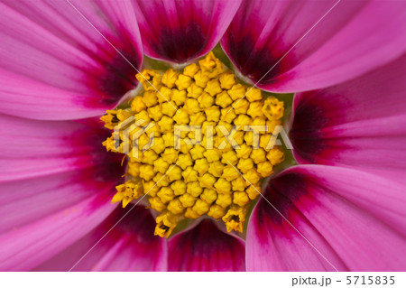 コスモスの花アップ コスモスの花アップ 5715835