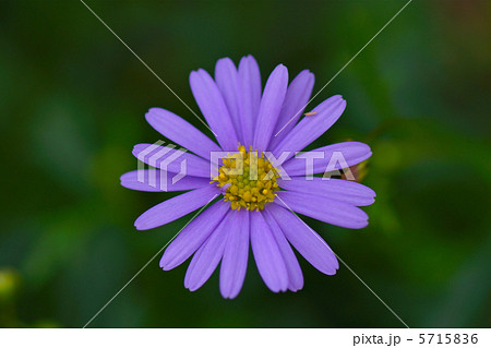 ブラキカムの花 ブラキカムの花 5715836