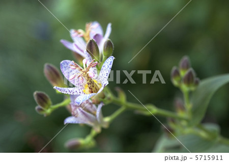 ホトトギス 5715911