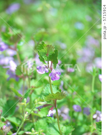 カキドオシ 5715914