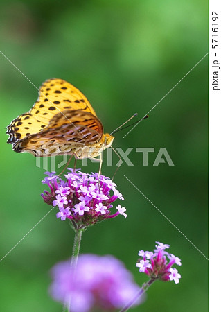 ツマグロヒョウモン 5716192