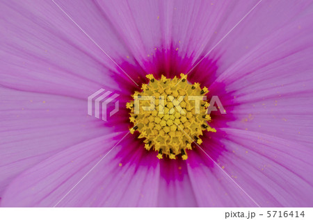 星がいっぱいのコスモスの花芯 5716414
