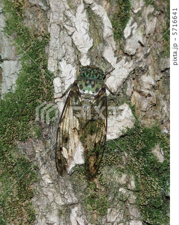 ミンミンゼミ 5716641