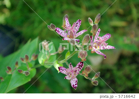 ホトトギス 5716642