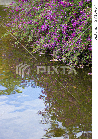 萩（ミヤギノハギ） 5716667