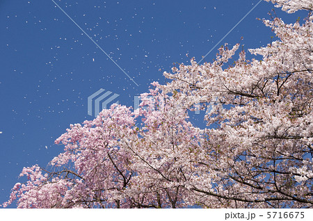 桜吹雪 5716675