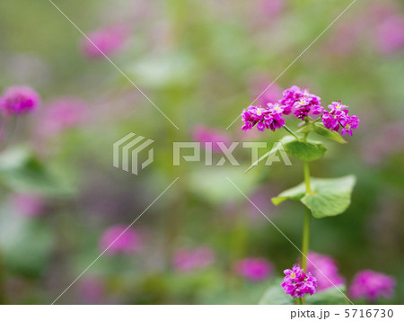 赤ソバの花 5716730