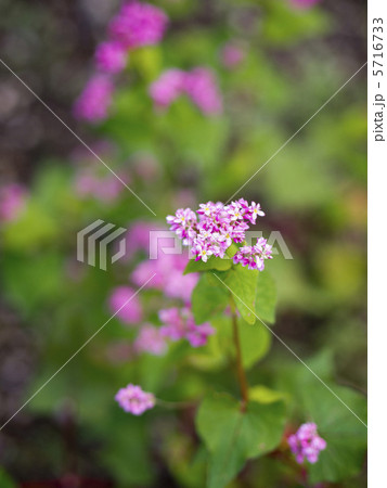赤ソバの花 5716733