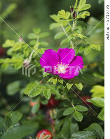 ハマナスの花 5716795