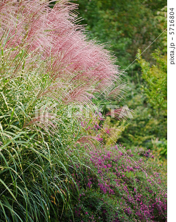 ススキ(タカノハススキ) ススキ(タカノハススキ) 5716804