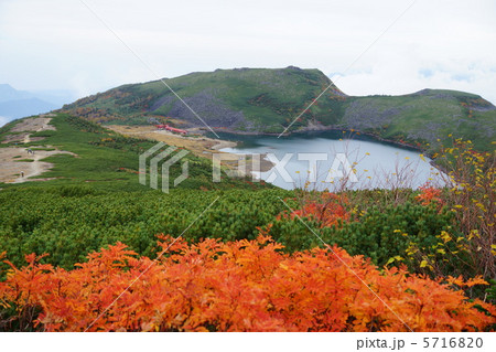 白馬大池　ナナカマド 5716820