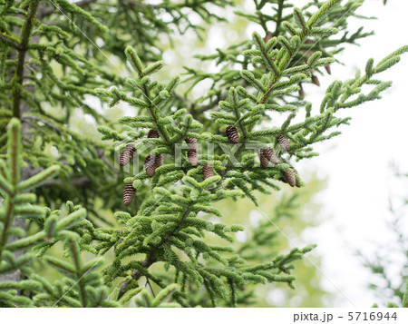 松ぼっくり 5716944