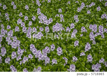 ホテイアオイの花 5716965