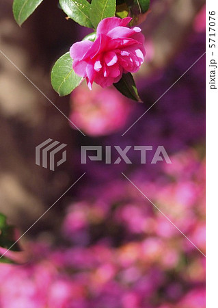 山茶花一輪 山茶花一輪 5717076
