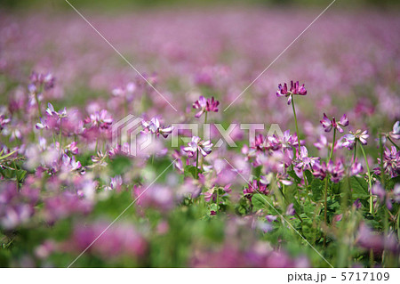 レンゲ畑 5717109