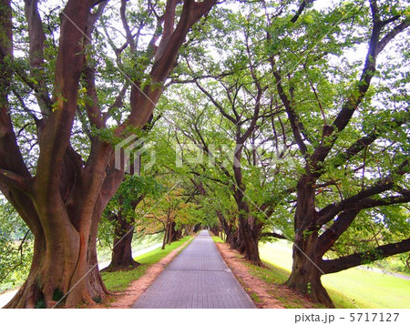 葉桜の背割堤 葉桜の背割堤 5717127