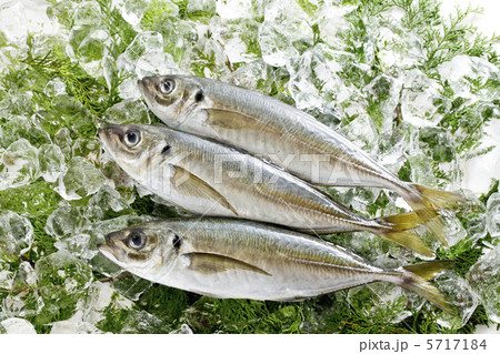 鮮魚 5717184