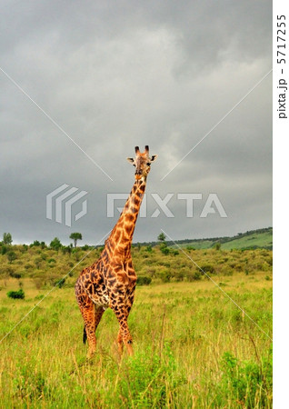 キリン　サバンナ　アフリカ 5717255