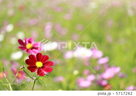 コスモスのお花畑 5717262