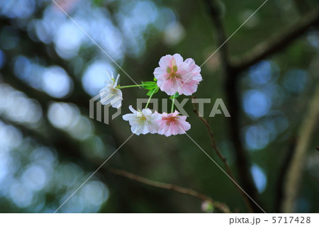 秋の桜 5717428