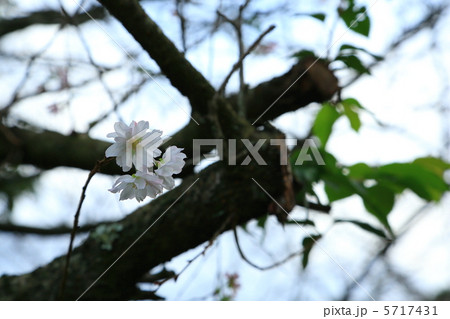 秋の桜 5717431
