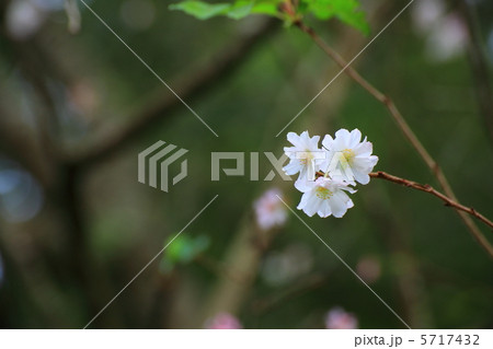 秋の桜 5717432