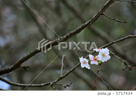 秋の桜 5717434