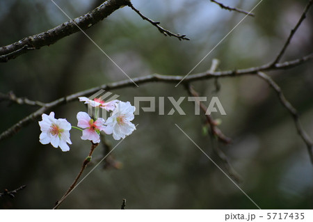 秋の桜 5717435