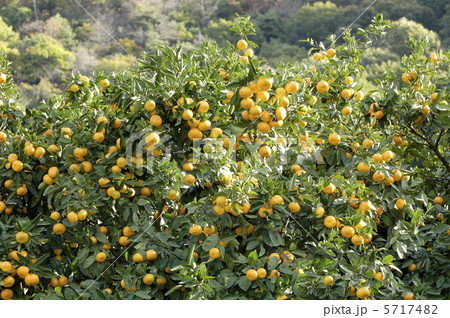 蜜柑 蜜柑 5717482
