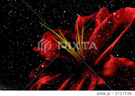 a snow flower 5717536