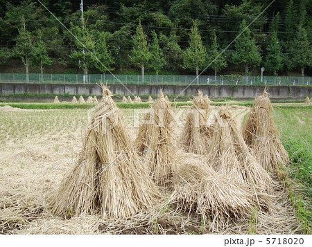 稲わら　藁 5718020