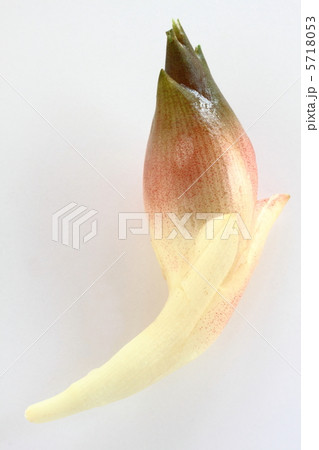 ミョウガ 5718053