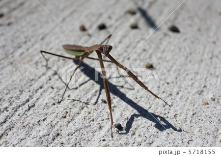 オオカマキリ オオカマキリ 5718155