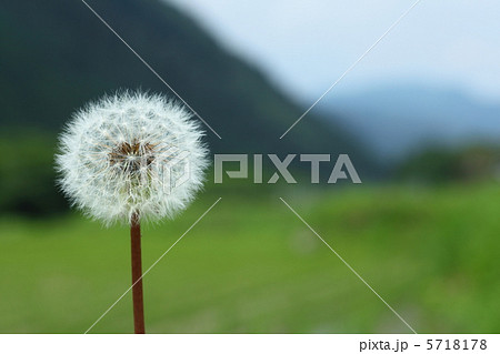 タンポポの種子 5718178