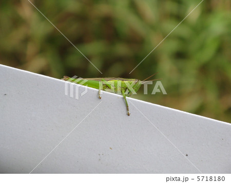 ハネナガイナゴ 5718180