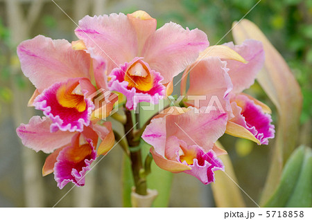 カトレヤ 5718858