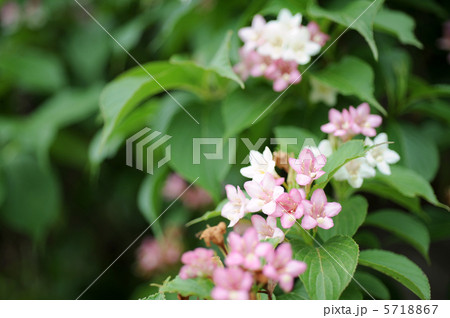 ハコネウツギ ハコネウツギ 5718867