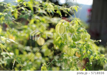 フウセンカズラ 5718936